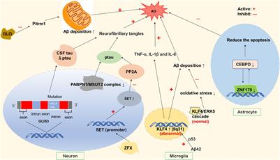 Zinc Finger Proteins in Neuro-Related Diseases Progression